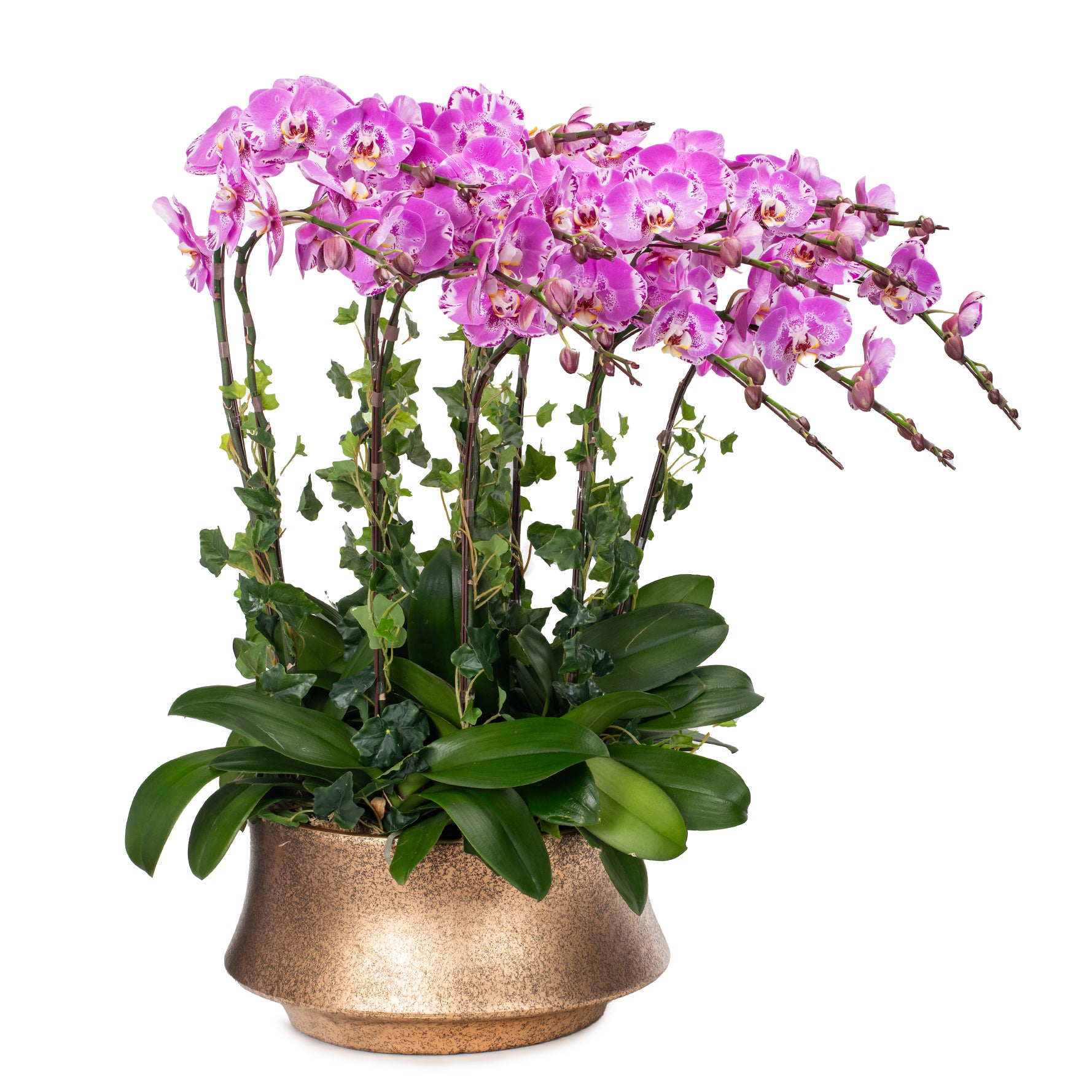 Orchid Bliss Flower Bucket